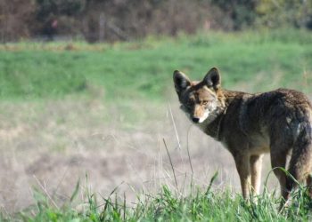 Coyotes Avoid Affluent Areas, While L.A.’s French Bulldogs Thrive