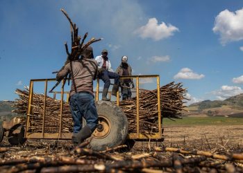 Trump Administration Removes Forced Labor Ban on Central Romana Sugar Company